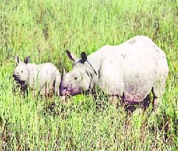 rhino